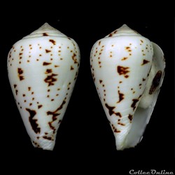 Lautoconus (Varioconus) lineopunctatus (Kaicher, 1976)