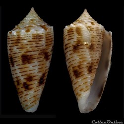 Phasmoconus (Fulgiconus) proximus (Sowerby II, 1859)