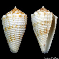 Asprella samiae (da Motta, 1982)