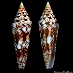 Leptoconus milneedwardsi clytospira (Melvill & Standen, 1899)