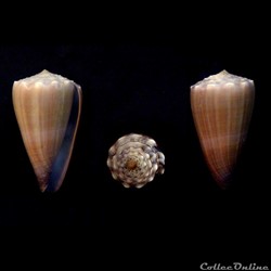 Lividoconus ( Lividoconus) conco (Puillandre & al., 2014)
