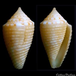 Ximeniconus (Jaspidiconus) acutimarginatus (Sowerby III, 1876)