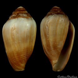 Californiconus californicus (Reeve, 1844)