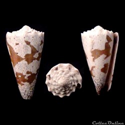 Rhombiconus imperialis (Linnaeus, 1758)