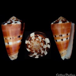 Pionoconus barthelemyi (Bernardi, 1861)