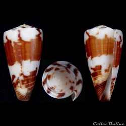 Strategoconus (Vituliconus) vitulinus (Hwass, 1792)