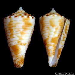 Boucheticonus spirofilis (Habe & Kosuge, 1970)