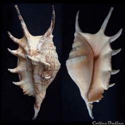 Lambis lambis (Linnaeus, 1758)