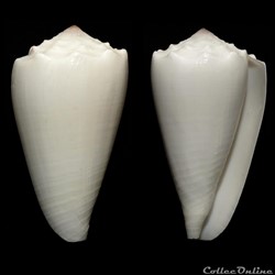 Conus crosseanus f. suffusus Bernardi, 1861