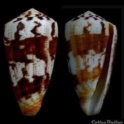 Strategoconus (Vituliconus) striatellus (Link, 1807)