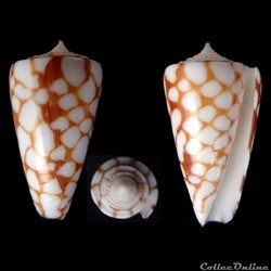 Eugeniconus marchionatus (Hinds, 1843)