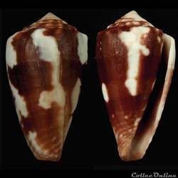 Phasmoconus (Fulgiconus) cabritii (Bernardi, 1858)