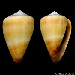 Lautoconus (Africonus) fuscoflavus (Röckel, Rolán & Monteiro, 1980)
