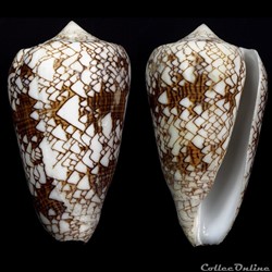 Cylindrus neovicarius (da Motta, 1982)