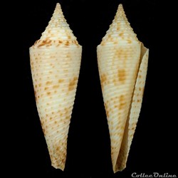 Fusiconus (Fusiconus) hopwoodi (Tomlin, 1937)