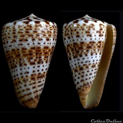 Kalloconus (Kalloconus) siamensis (Hwass in Bruguière, 1792)