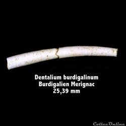 Dentalium burdigalinum