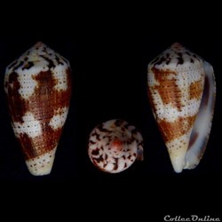 Pionoconus metcalfi (Reeve, 1843)