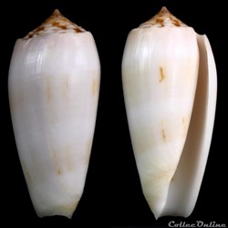 Pionoconus subfloridus (da Motta, 1985)