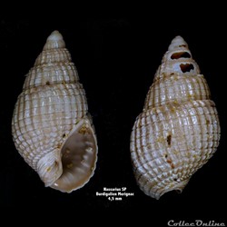 Nassarius SP
