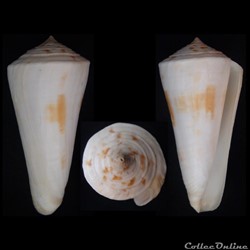 Kioconus (Kioconus) tribblei (Walls, 1977)