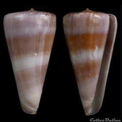 Virgiconus berdulinus (Veillard, 1972)