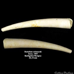 Dentalium exlamarcki Sacco,1897