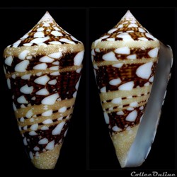Cylindrus ammiralis (Linnaeus, 1758)