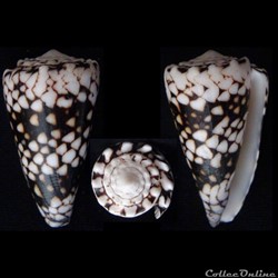 Conus vidua Reeve, 1843