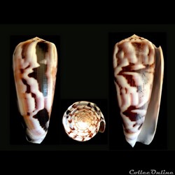 Pionoconus gubernator (Hwass in Bruguière, 1792)