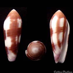 Virgiconus (Pseudohermes) violaceus (Gmelin, 1792)
