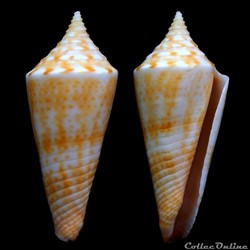 Fumiconus dictator (Melvill, 1898)