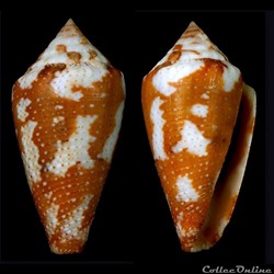 Tenorioconus curassaviensis (Hwass in Bruguière, 1792)