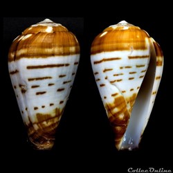 Lautoconus (Varioconus) chytreus (Melvill, 1884)