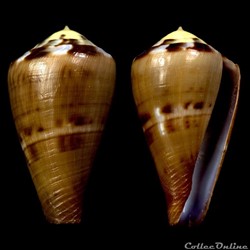 Rhizoconus vexillum (Gmelin, 1791)