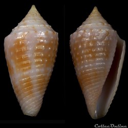 Ximeniconus (Jaspidiconus) cf. verrucosus