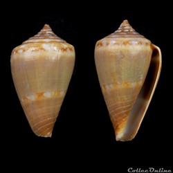 Lautoconus (Africonus) antoniomonteiroi (Rolán, 1990)