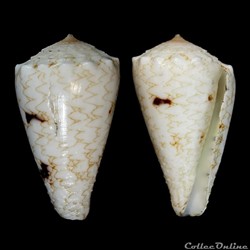 Conus nicobaricus Hwass in Bruguière, 1792
