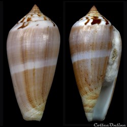 Pionoconus fulmen f. kirai (Reeve, 1843)