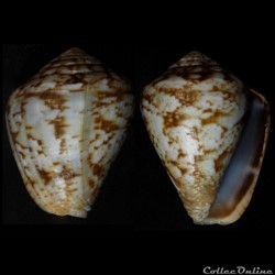 Lautoconus (Lautoconus) guanche (Lauer, 1993)