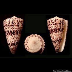 Conus nicobaricus Hwass in Bruguière, 1792