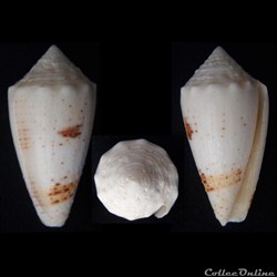 Strategoconus (Rolaniconus) varius (Linnaeus, 1758)