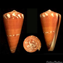 Strategoconus (Vituliconus) litoglyphus (Hwass in Bruguière, 1792)