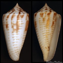 Phasmoconus (Phasmoconus) mucronatus (Reeve, 1843)