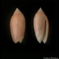 Oliva annulata annulata f.carnicolor (Dautzenberg, 1927)