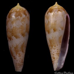 Kioconus (Isoconus) richardsae (Korn & Röckel, 1992)
