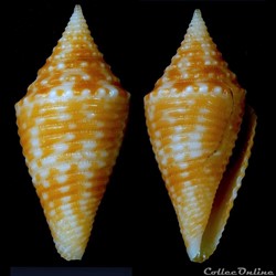 Turriconus (Turriconus) acutangulus (Lamarck, 1810)