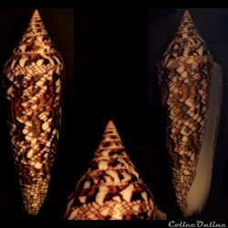 Cylindrus bengalensis (Okutani, 1968)