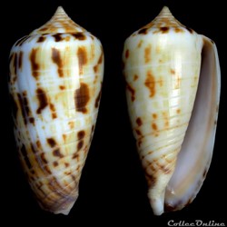 Phasmoconus (Phasmoconus) mulderi (Fulton, 1936)