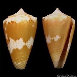 Dauciconus (Purpuriconus) magellanicus (Hwass, 1792)